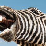 Can AI Reveal What Wild Animals Are Saying?