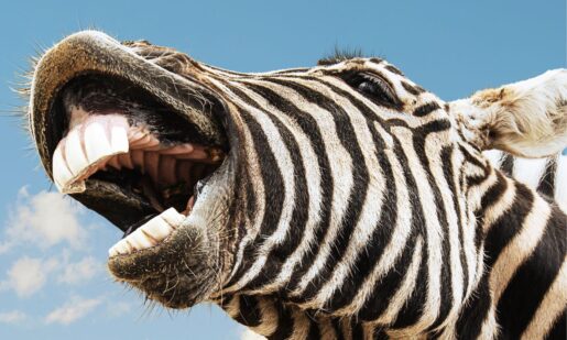 Can AI Reveal What Wild Animals Are Saying?