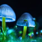 Alzheimer’s Patient Regains Speech & Mobility After High-Dose Magic Mushrooms