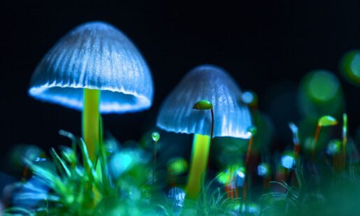 Alzheimer’s Patient Regains Speech & Mobility After High-Dose Magic Mushrooms