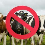 Canada Restricts Texas Livestock Imports After New World Screwworm Detection