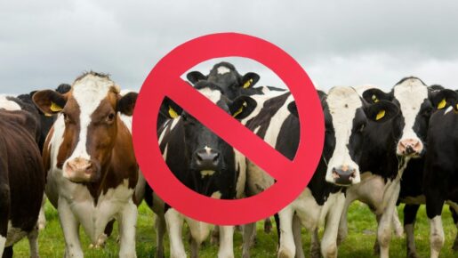 Canada Restricts Texas Livestock Imports After New World Screwworm Detection