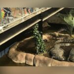 Zoo Owner’s Wife Helps Rescue Critically Injured Boy, 3, From Crocodile Enclosure