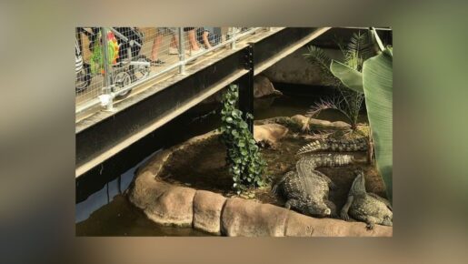 Zoo Owner’s Wife Helps Rescue Critically Injured Boy, 3, From Crocodile Enclosure