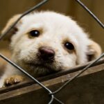 DFW Animal Shelters Over Capacity: Urgent Call To Adopt And Foster