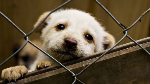 DFW Animal Shelters Over Capacity: Urgent Call To Adopt And Foster