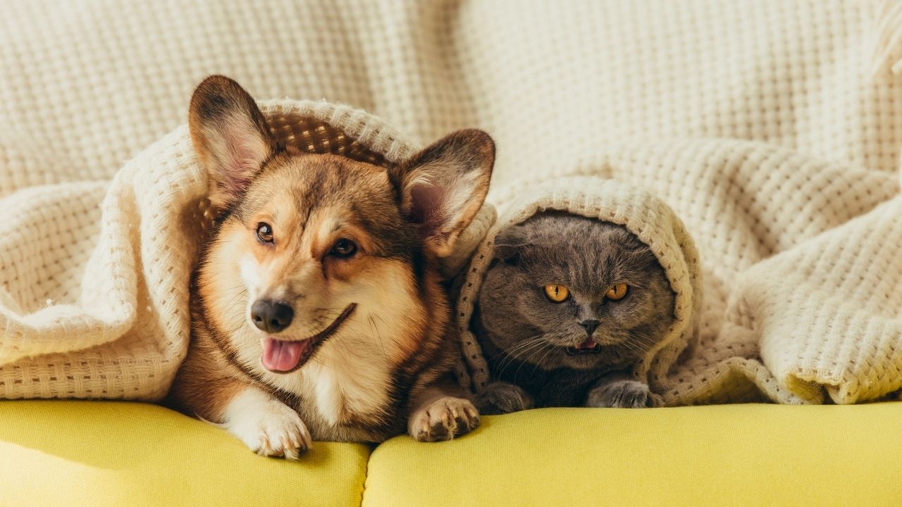 Dallas Pet Owners: Free Microchipping Event June 28 – Register Your Pet Now