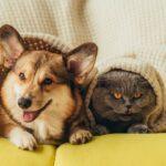 Dallas Pet Owners: Free Microchipping Event June 28 – Register Your Pet Now
