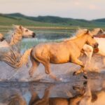 Rep. Nancy Mace’s Veterans For Mustangs Act: Using Birth Control To Save Wild Horses And Taxpayer Dollars