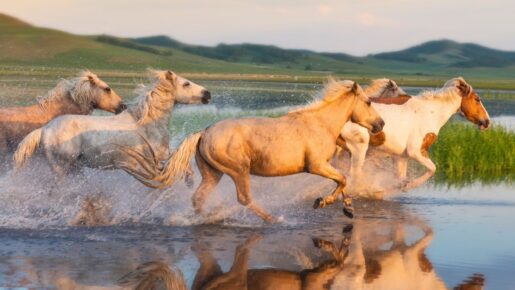 Rep. Nancy Mace’s Veterans For Mustangs Act: Using Birth Control To Save Wild Horses And Taxpayer Dollars