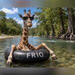 Gracie The Giraffe Found Safe After Nearly Two Weeks Missing In Texas Hill Country