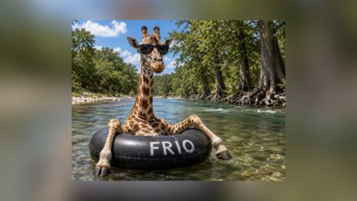 Gracie The Giraffe Found Safe After Nearly Two Weeks Missing In Texas Hill Country