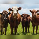 Texas Livestock: Federal Money Flows To Battle Deadly Screwworm