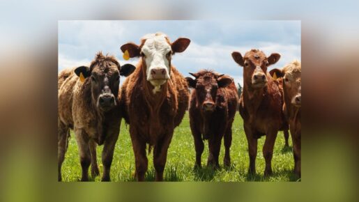Texas Livestock: Federal Money Flows To Battle Deadly Screwworm