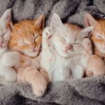 Operation Kindness June Special: Name Your Price For Adoptable Cats