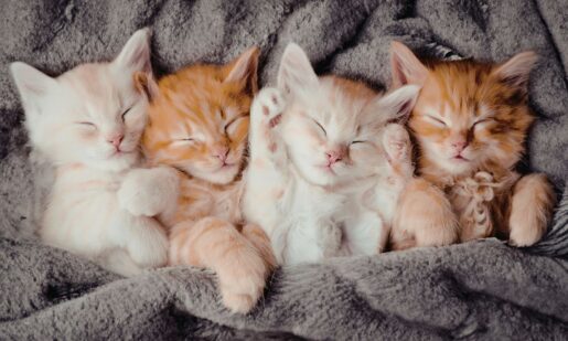 Operation Kindness June Special: Name Your Price For Adoptable Cats