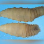Abbott Orders Massive Sterile Fly Releases As Screwworm Hits South Texas