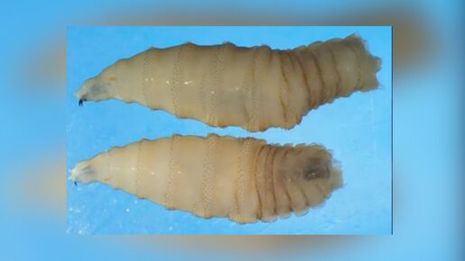Abbott Orders Massive Sterile Fly Releases As Screwworm Hits South Texas
