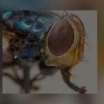 Texas Launches Centralized Website To Fight New World Screwworm Outbreak