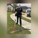 Texas Homeowner Mistakes Alligator For Amazon Package On Front Porch