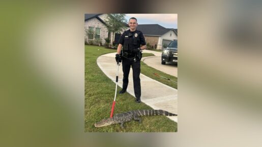 Texas Homeowner Mistakes Alligator For Amazon Package On Front Porch