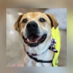 Dallas Animal Services Hosts First Fridays Adoption Events Starting June 5