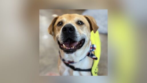 Dallas Animal Services Hosts First Fridays Adoption Events Starting June 5