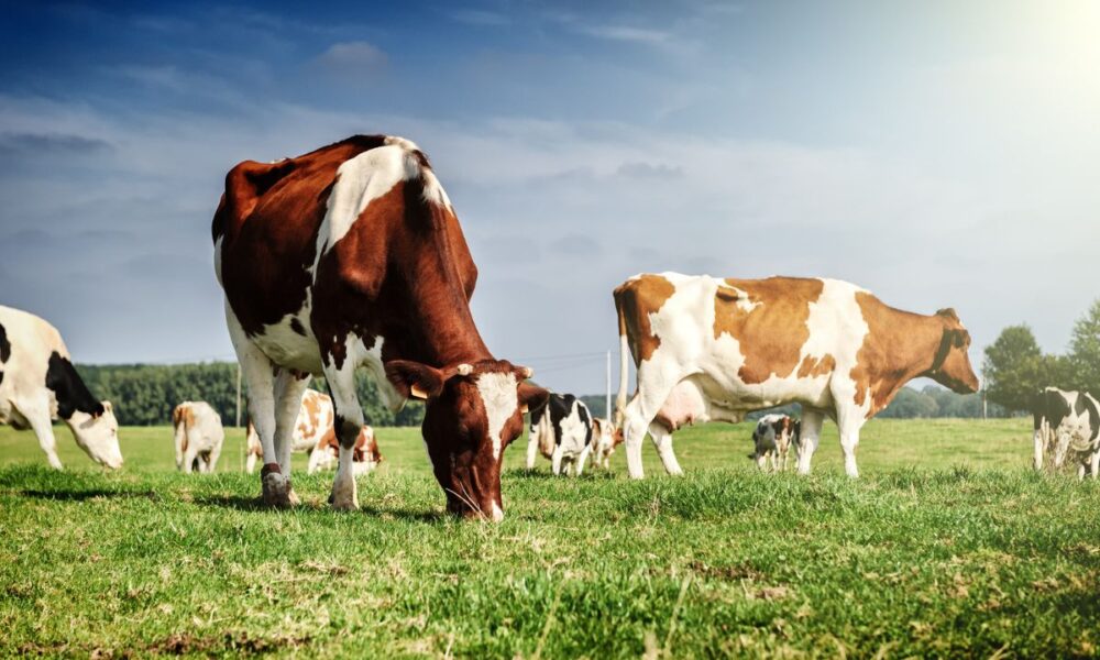 Steak ‘n Shake Bets Big On Grass — America’s First Major Chain To Switch