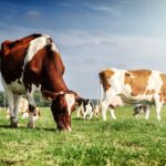 Steak ‘n Shake Bets Big On Grass — America’s First Major Chain To Switch