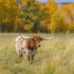 Dawn Buckingham Offers State Lands For Screwworm Eradication Effort