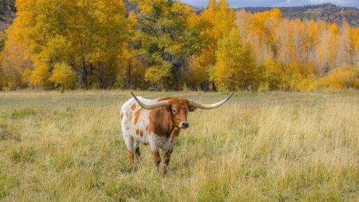 Dawn Buckingham Offers State Lands For Screwworm Eradication Effort