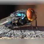 Texas Declares Quarantine As New World Screwworm Spreads To 10 Counties