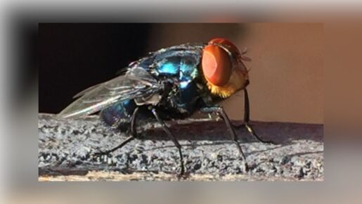 Texas Ramps Up New World Screwworm Response With Sterile Fly Deployment