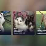Dallas Animal Shelter Over Capacity: Urgent Call For Adoptions And Fosters