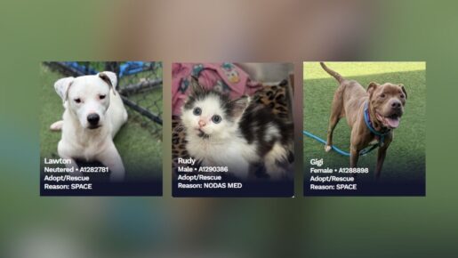 Dallas Animal Shelter Over Capacity: Urgent Call For Adoptions And Fosters