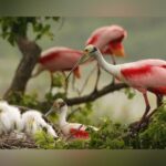 New Bill Proposes Lone Star Coastal National Recreation Area In Texas