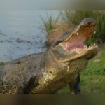 71-Year-Old Florida Man Fights Off Alligator With Fishing Pole And Thumbs Its Eyes