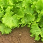 FDA Admits Mistake: False Positive In Taylor Farms Lettuce Parasite Outbreak