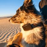 Fi Ultra: Starlink-Powered Dog Collar Tracks Your Pup Even Off The Grid