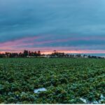 Texas Among States Reporting Cyclospora Cases As CDC Investigates Parasite Outbreak