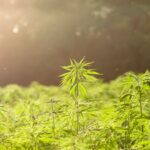 Sen. Perry Vows New THC Crackdown: What The Latest Texas Hearing Revealed