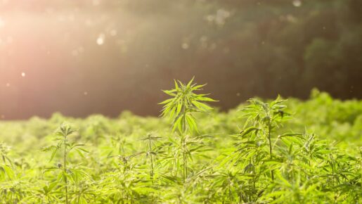 Sen. Perry Vows New THC Crackdown: What The Latest Texas Hearing Revealed