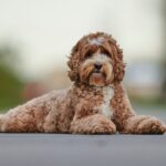Paxton Probes Lone Star Pups Over ‘10-Year’ Health Guarantee