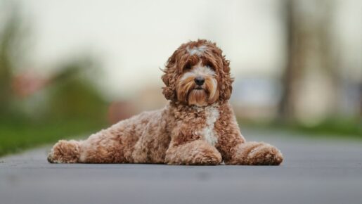Paxton Probes Lone Star Pups Over ‘10-Year’ Health Guarantee