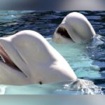 SeaWorld San Antonio To Receive 13 Belugas From Closed Canadian Park
