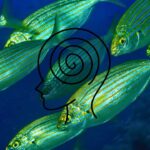 Meet The Dreamfish: Mediterranean Bream That Can Trigger 36-Hour Hallucinations