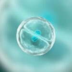 SpudCell Breakthrough: Scientists Create First Synthetic Cell That Feeds, Grows And Divides