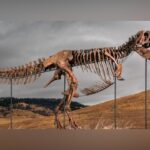 Record-Breaking T. Rex Skeleton ‘Gus’ Fetches $50.1 Million In Anonymous Auction Win