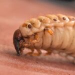 Texas-New Mexico Border On Alert After Screwworm Found In Dog And Goat