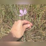 Dallas-Fort Worth And San Antonio Amongst Top World Performers In City Nature Challenge